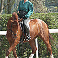 Dressage